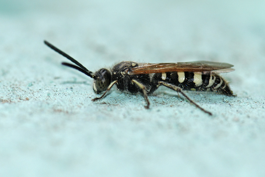 maschio (marino) di Colpa sexmaculata (Scoliidae).